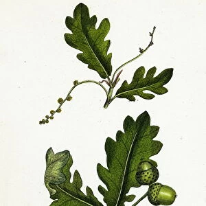 Quercus pedunculata, Common Oak