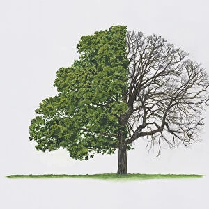 Quercus stellata (Post oak)