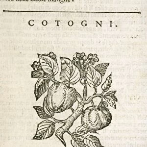Quince (Cydonia oblonga), engraving by Castore Durante, 1585