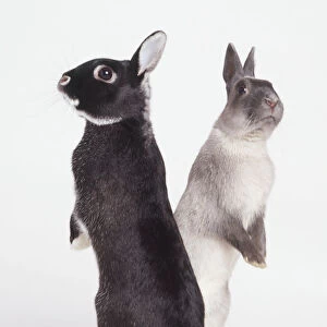 Two rabbits standing on hind legs, facing in opposite directions
