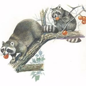 Raccoons Procyon lotor eating fruit on branch, illustration