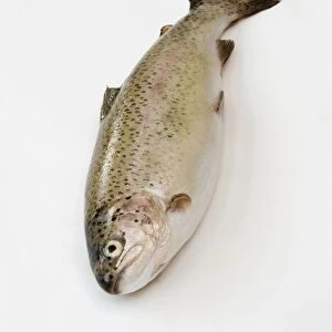 Rainbow trout on white background, close-up