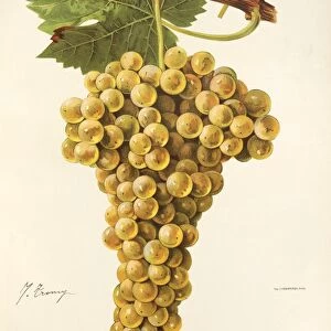 Raisaine grape, illustration by J. Troncy