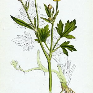 Ranunculus repens, Creeping Crowfoot