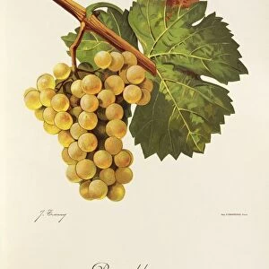 Rauschling grape, illustration by J. Troncy