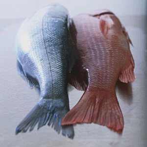 Whole raw red and silver fish on kitchen surface, rear view