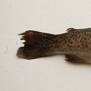 Raw trout, side view