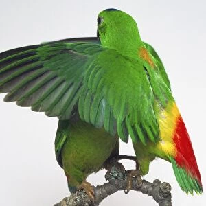 Rear view of a Blue-Crowned Hanging-Parrot cock spreading its wings in front of a female bird. Both are perching together on a branch