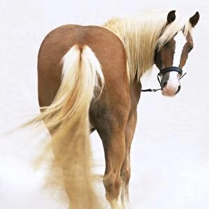 Rear view of brown horse with blonde mane and tail(Equus caballus), turning its head around facing forward