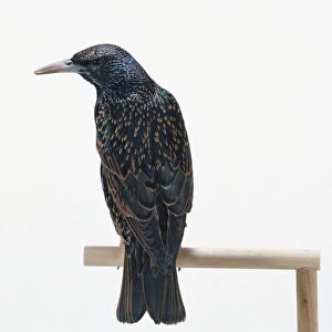 Rear view of a Common Starling on a wooden perch, with head in profile, showing the pale feather tips of winter plumage