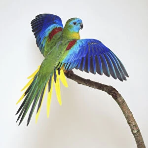 Side / rear view of a male Turquoise Parrot with head in profile, perching on a branch, with its wings and tail feathers spread out. Perching in front of the male parrot is a female of the species