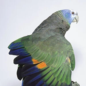 Rear view of a St Vincent Amazon Parrot, Amazona guildingii, Green Phase, perching on a branch, with head in profile, showing horn-coloured bill, scaly-edged nape feathers and yellow tail tip. Yellow and orange wing patches are revealed as one wing is outstretched
