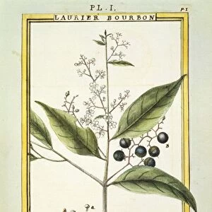 Red Bay Tree (Laurus borbonia or Persea carolinensis), watercolour by Delahaye, 1789