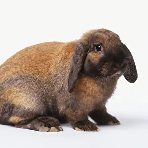 Red-brown lop-eared rabbit, side view