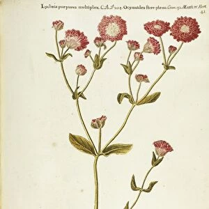 Red Campion (Lychnis dioica), Caryophyllaceae by Francesco Peyrolery, watercolor, 1753