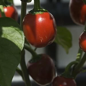 Red cherry bomb peppers, close-up