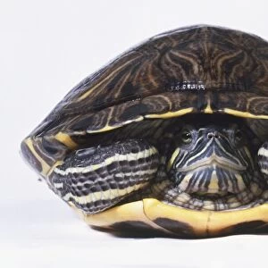 Red-eared slider turtle or terrapin (Trachemys scripta elegans), retreated in its shell, front view