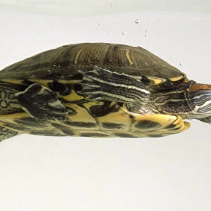 Red-eared slider turtle (Trachemys scripta elegans) swimming, side view