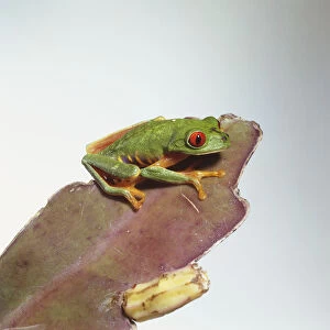 Red-eyed tree frog (Agalychinis callidryas) on leaf