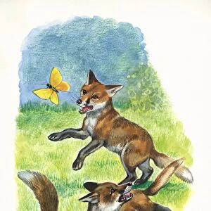 Red fox Vulpes vulpes cubs playing and hunting butterflies, illustration