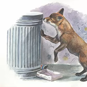 Red fox Vulpes vulpes looking for food in a garbage bin, illustration