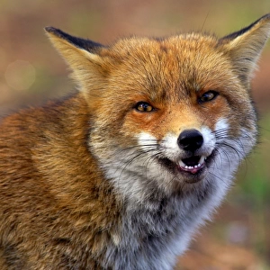 Red Fox. Vulpes Vulpes. Maremma Natural Park