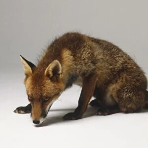 A Red Fox (Vulpes vulpes) sniffing, side view