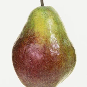 A red and green pear