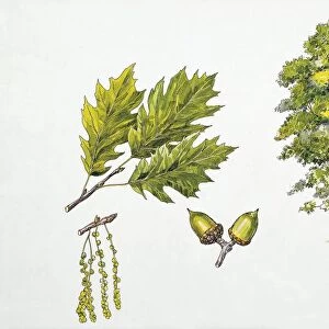 Red oak (Quercus rubra), plant with flowers, leaves and glands, illustration
