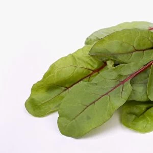 Red Perella lettuce leaves