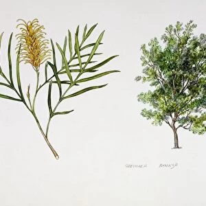Red silky oak or Byfield waratah (Grevillea banksii), plant with flowers and foliage, illustration