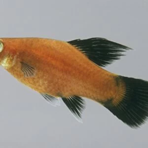 Red wagtail platy fish (Xiphophorus maculatus), side view
