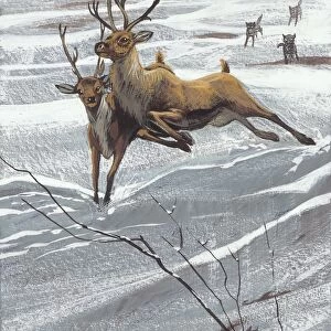 Reindeer (Rangifer tarandus), illustration