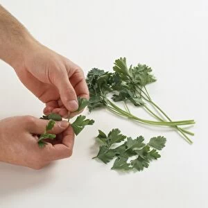 Removing parsley leaves from stems