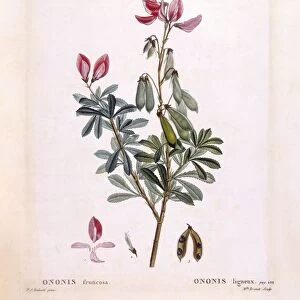Restharrow (Ononis fruticosa), Henry Louis Duhamel du Monceau, botanical plate by Pierre Joseph Redoute