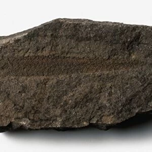 Retiolites (Graptolite) fossil on shale, Silurian era