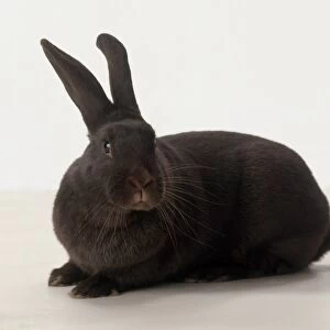 Rex Rabbit, side view