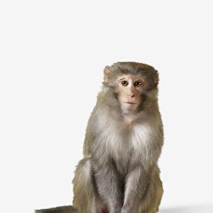 Rhesus Monkey Macaca mulatta