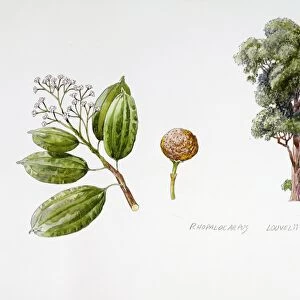Rhopalocarpus louvelii, plant with flowers, foliage and fruit, illustration