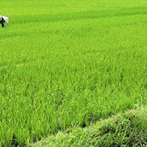 Rice paddy field, Halong, Vietnam