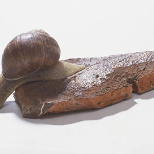 Roman Snail (Helix pomatia) crawling off of a stone, side view