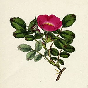 Rosa mollissima, Soft-leaved Rose