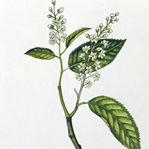 Rosaceae - Leaves and flowers of Bird Cherry Prunus padus, illustration