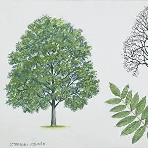Rosaceae - Rowan or European mountain ash Sorbus aucuparia, illustration