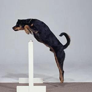 Rottweiler dog, leaps swiftly over a white hurdle