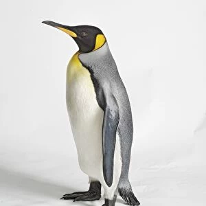Royal penguin (aptenodytes patagonicus) on white background, close-up