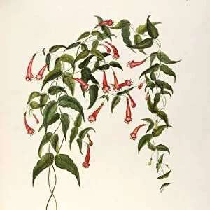 Rubiaceae, Brazilian Firecracker Vine (Manettia cordifolia Mart. ), Temperate greenhouse plant, native to Brazil, by Maddalena Lisa Mussino, watercolor, 1865