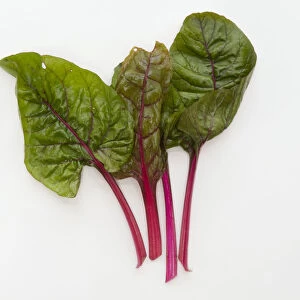 Ruby red chard leaves on white background