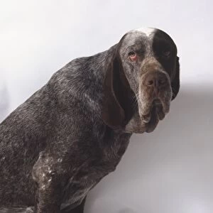 A sad-faced Spanish pointer with a short dark gray coat and drooping jowls. Head only