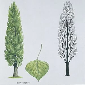 Salicaceae - Black poplar or Lombardy poplar Populus nigra var. italica, illustration